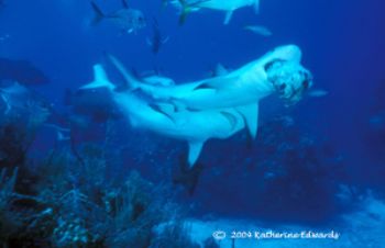 2 caribbean reef sharks fight it out for the remaining pi... by Katherine Edwards 
